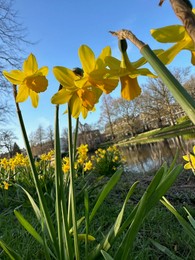 Yellow narcissus flowers and green grass growing outdoors, low angle view