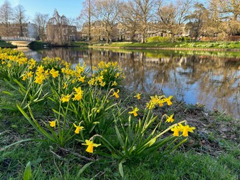 Yellow narcissus flowers, green grass, canal and trees outdoors