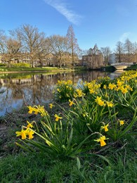 Yellow narcissus flowers, green grass, canal and trees outdoors