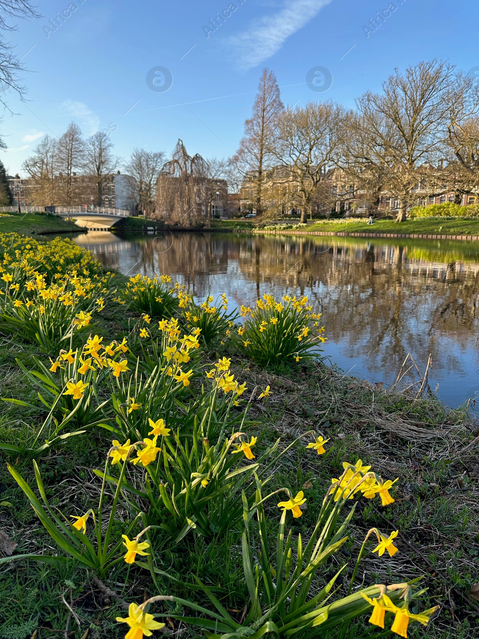 Photo of Yellow narcissus flowers, green grass, canal and trees outdoors