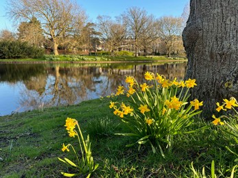 Photo of Yellow narcissus flowers, green grass, canal and trees outdoors