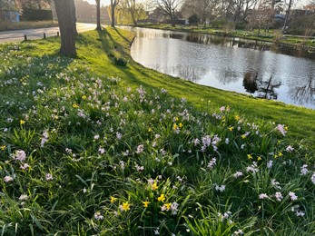 Photo of Beautiful view of flowers, canal and trees outdoors