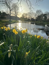 Yellow narcissus flowers, canal and trees outdoors