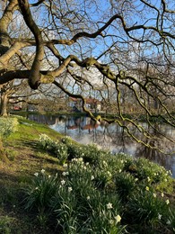 Beautiful flowers growing under tree near canal outdoors