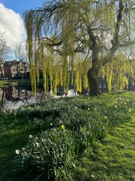 Beautiful flowers, tree and canal outdoors on sunny day
