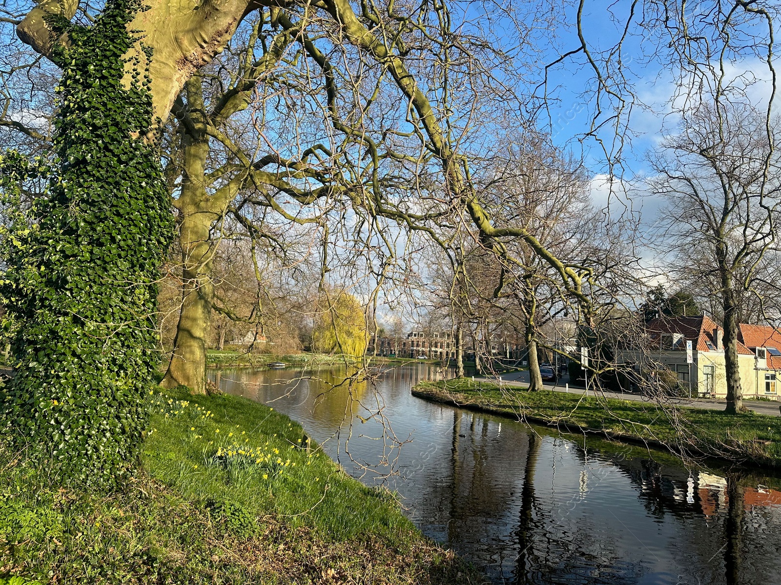 Photo of Beautiful flowers growing under tree near canal outdoors