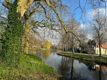 Beautiful flowers growing under tree near canal outdoors