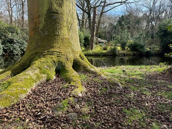 Picturesque view of river and trees in park on spring day