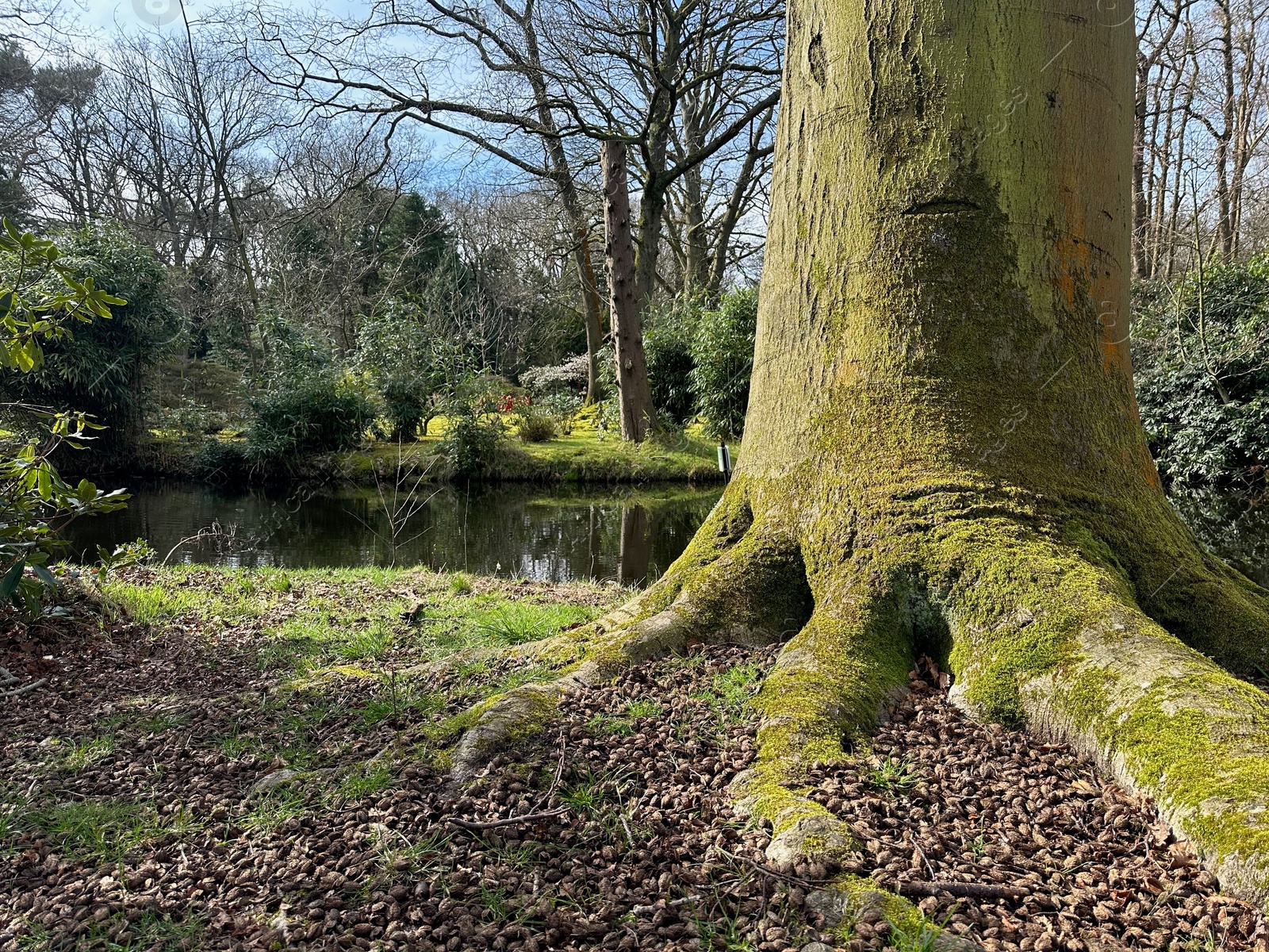 Photo of Picturesque view of river and trees in park on spring day