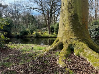 Picturesque view of river and trees in park on spring day