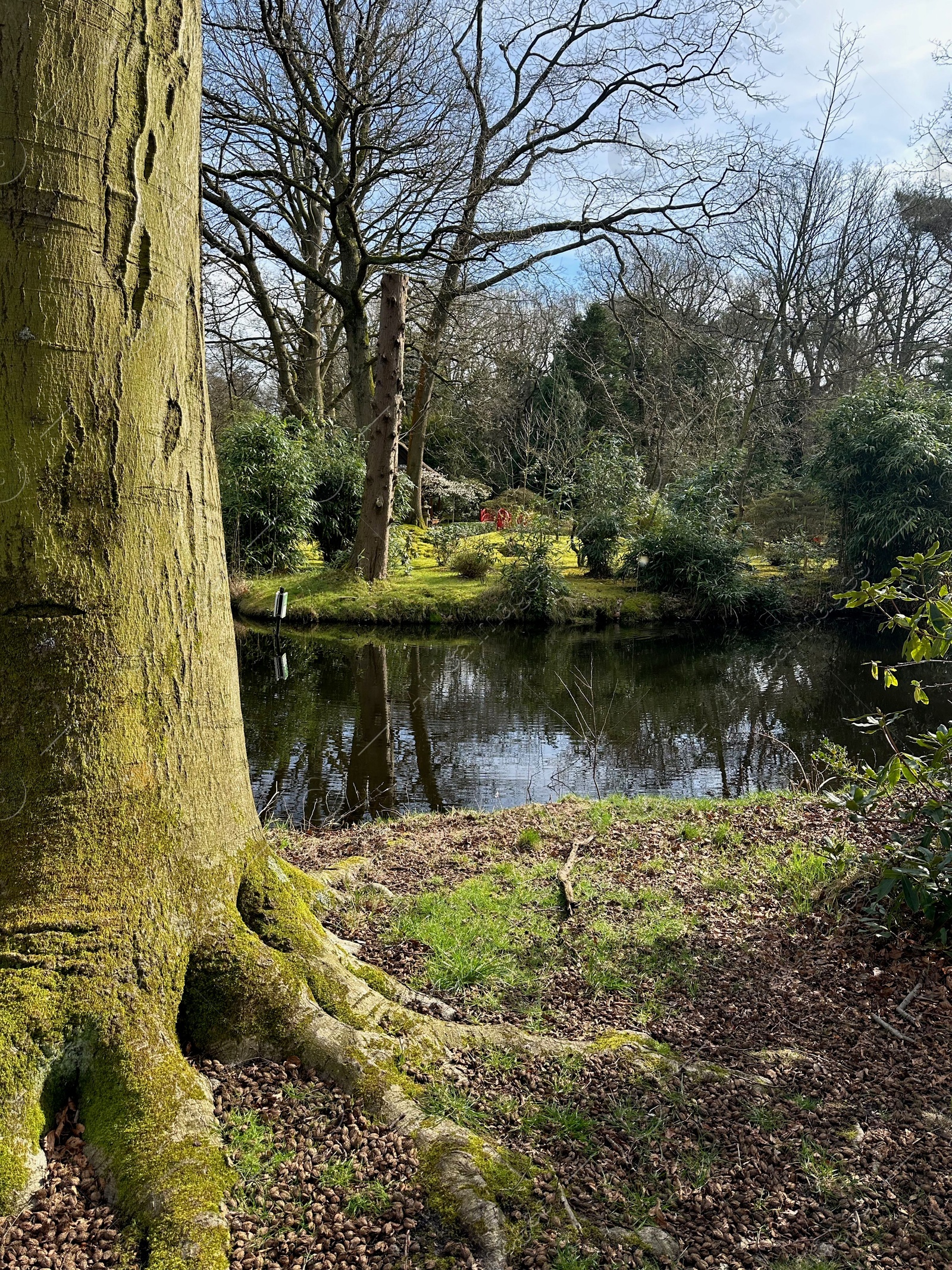 Photo of Picturesque view of river and trees in park on spring day