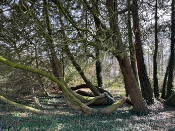 Picturesque view of trees in park on sunny day