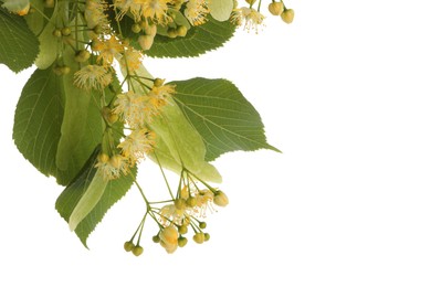 Photo of Branch with linden flowers and leaves isolated on white