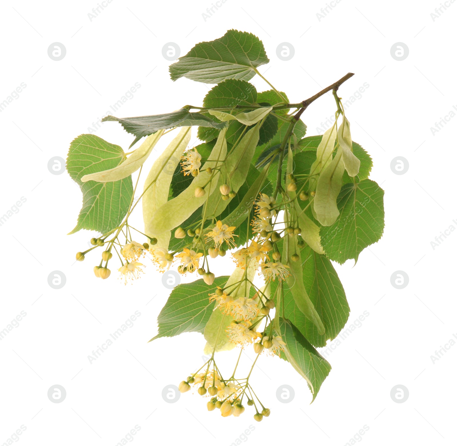 Photo of Branch with linden flowers and leaves isolated on white