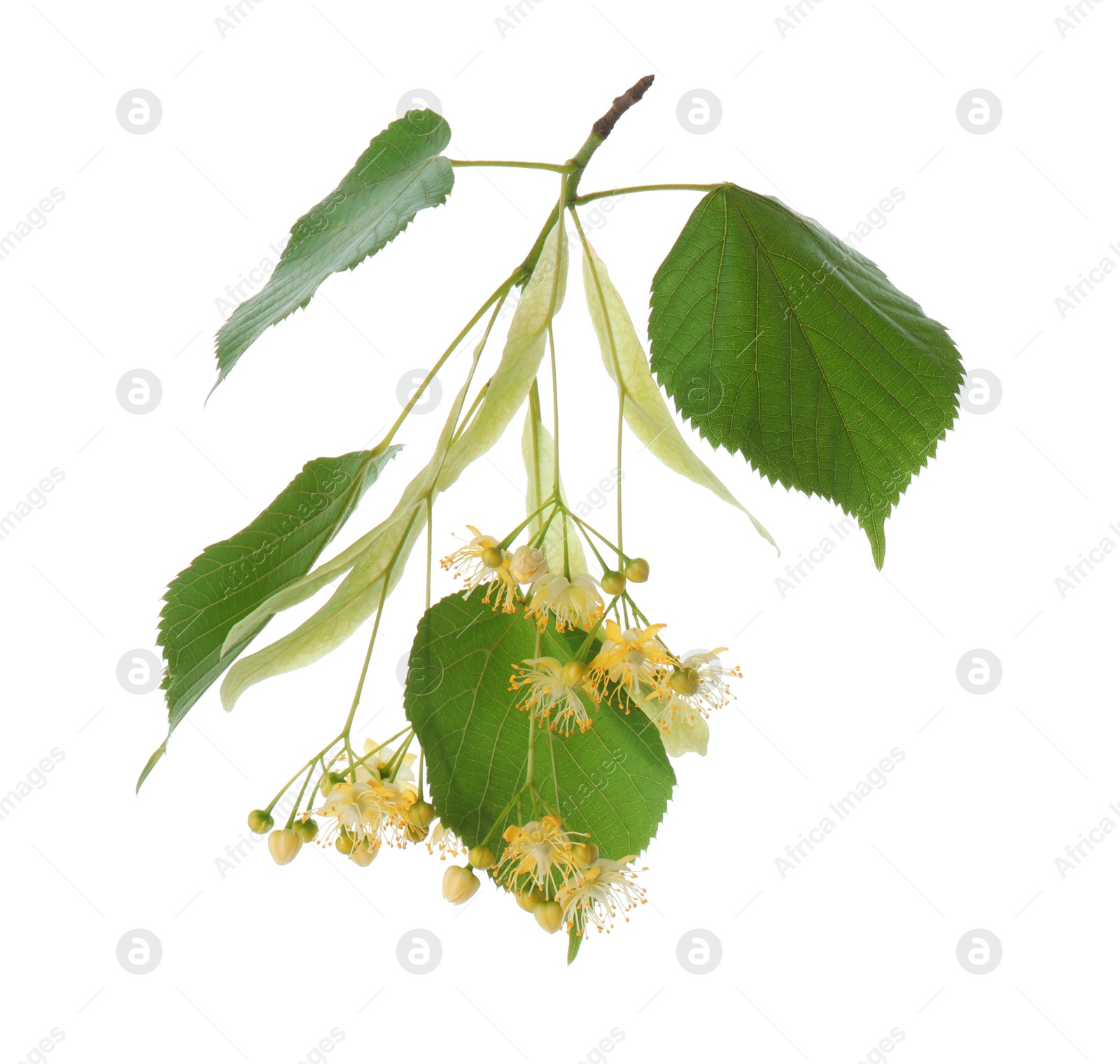 Photo of Branch with linden flowers and leaves isolated on white