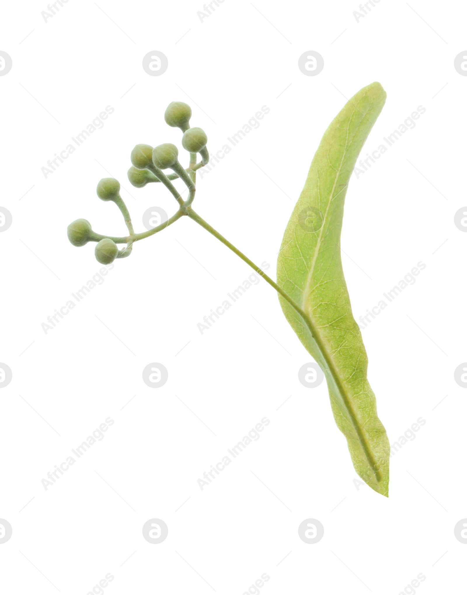 Photo of Twig with linden flower buds and leaf isolated on white