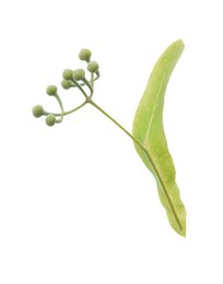 Twig with linden flower buds and leaf isolated on white