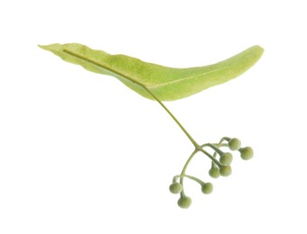 Twig with linden flower buds and leaf isolated on white