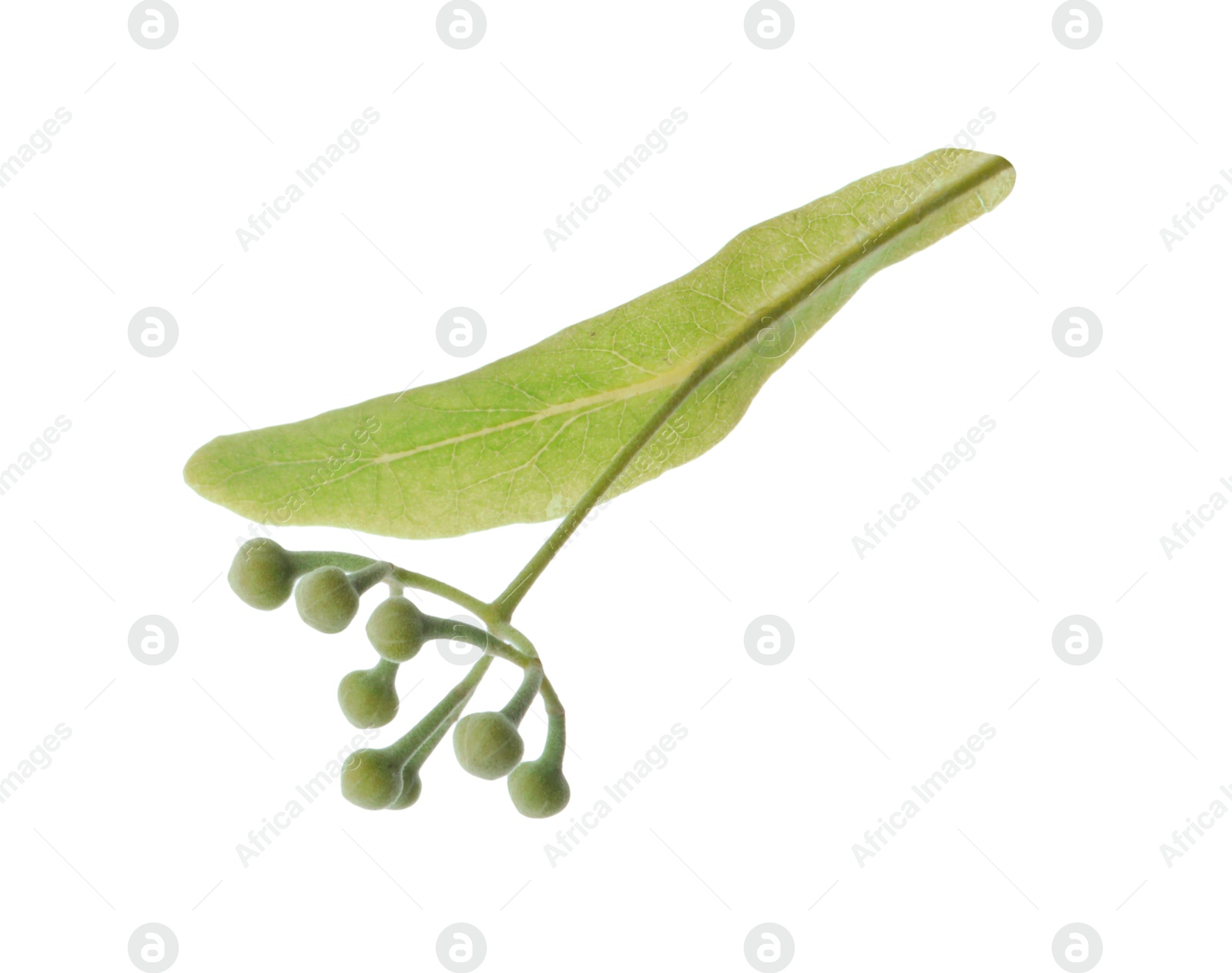 Photo of Twig with linden flower buds and leaf isolated on white