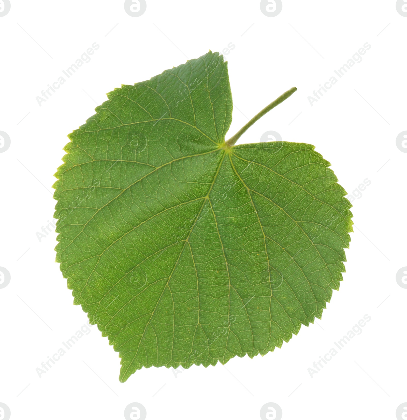 Photo of One green linden leaf isolated on white