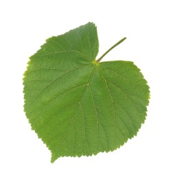 Photo of One green linden leaf isolated on white