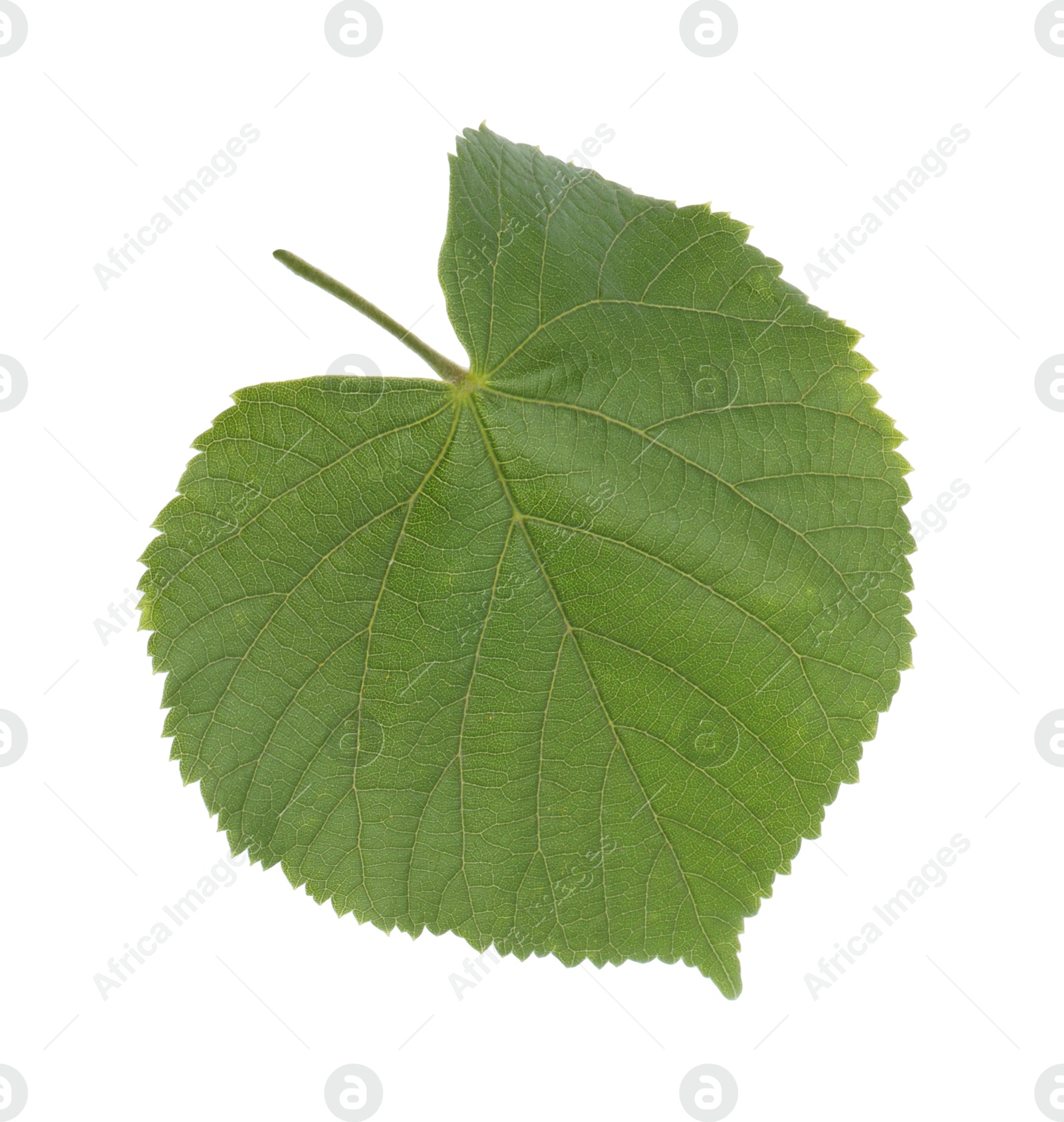 Photo of One green linden leaf isolated on white