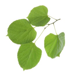 Twig with linden leaves isolated on white