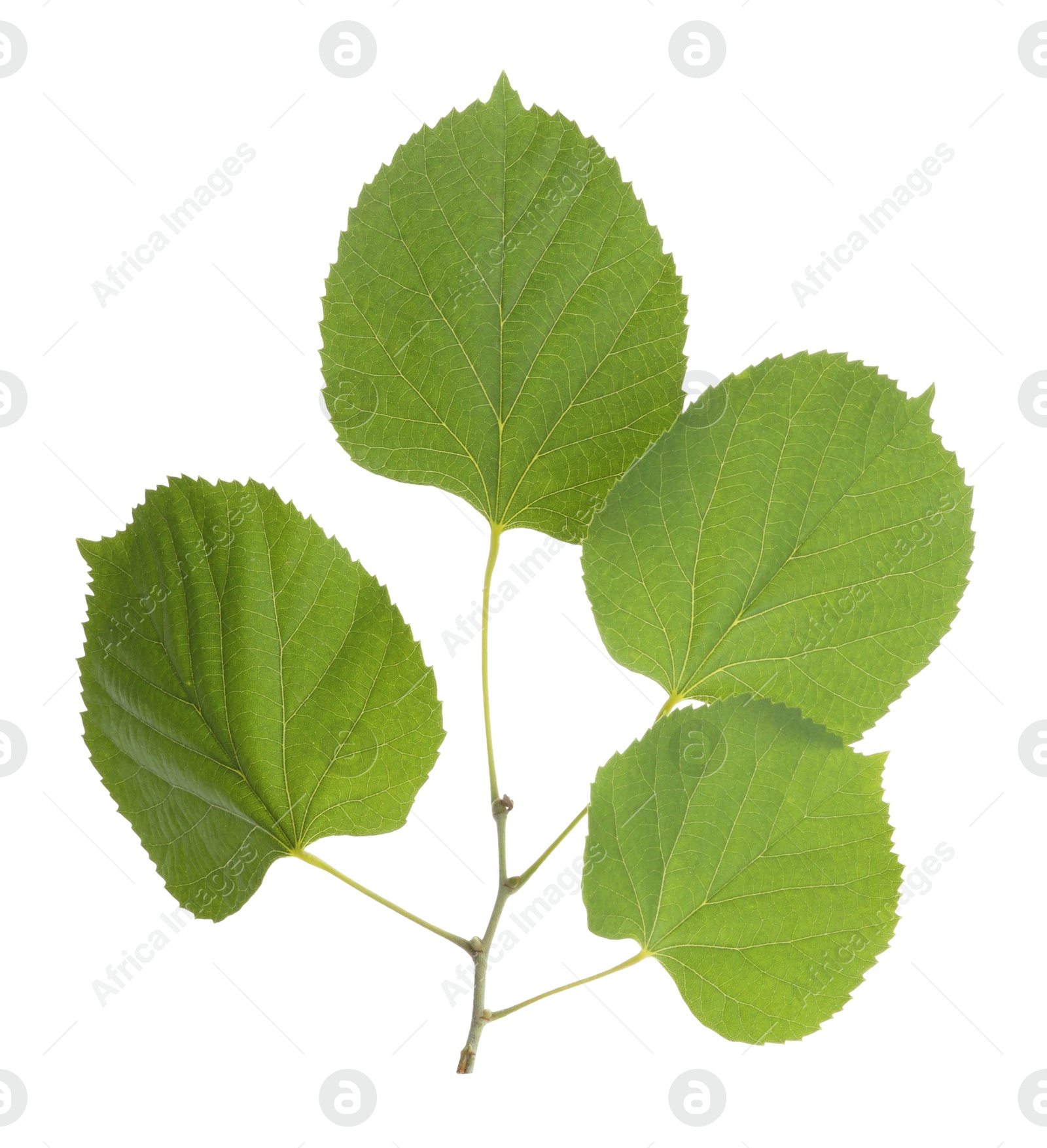 Photo of Twig with linden leaves isolated on white