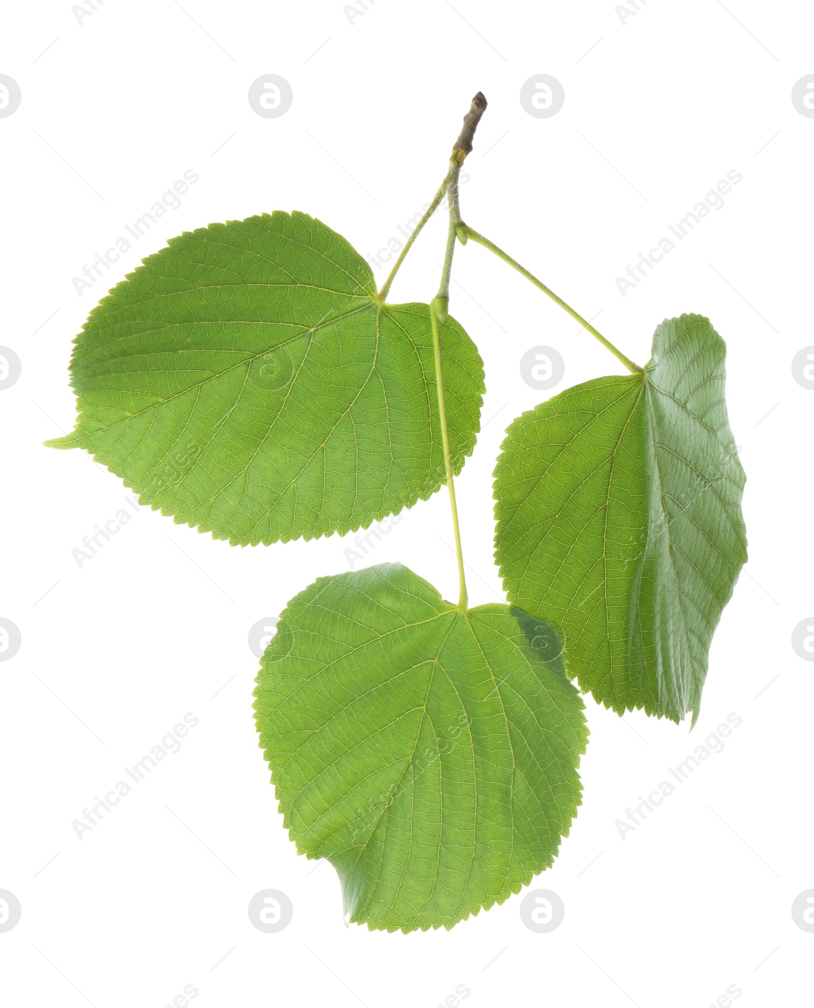 Photo of Twig with linden leaves isolated on white