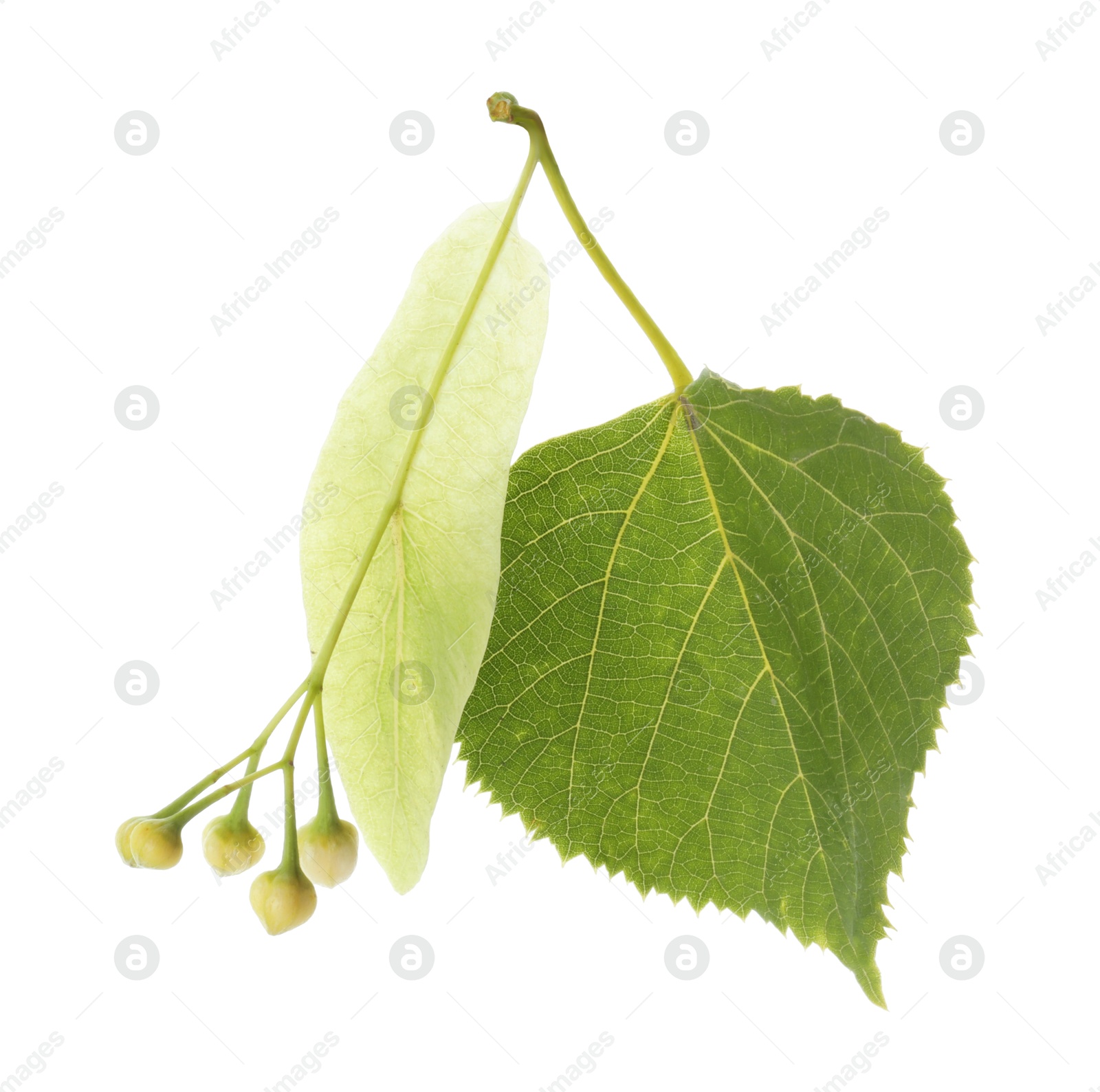 Photo of Twig with linden flower buds and leaves isolated on white