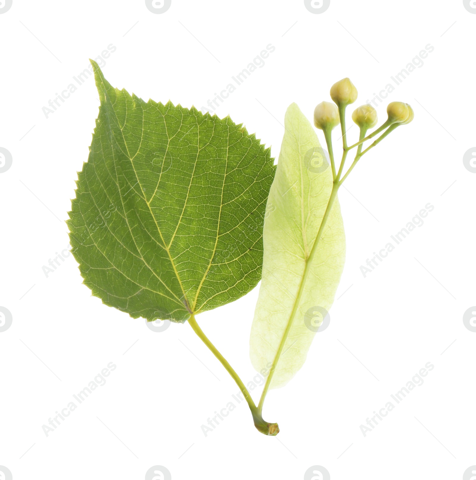 Photo of Twig with linden flower buds and leaves isolated on white