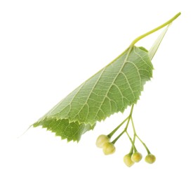 Twig with linden flower buds and leaves isolated on white