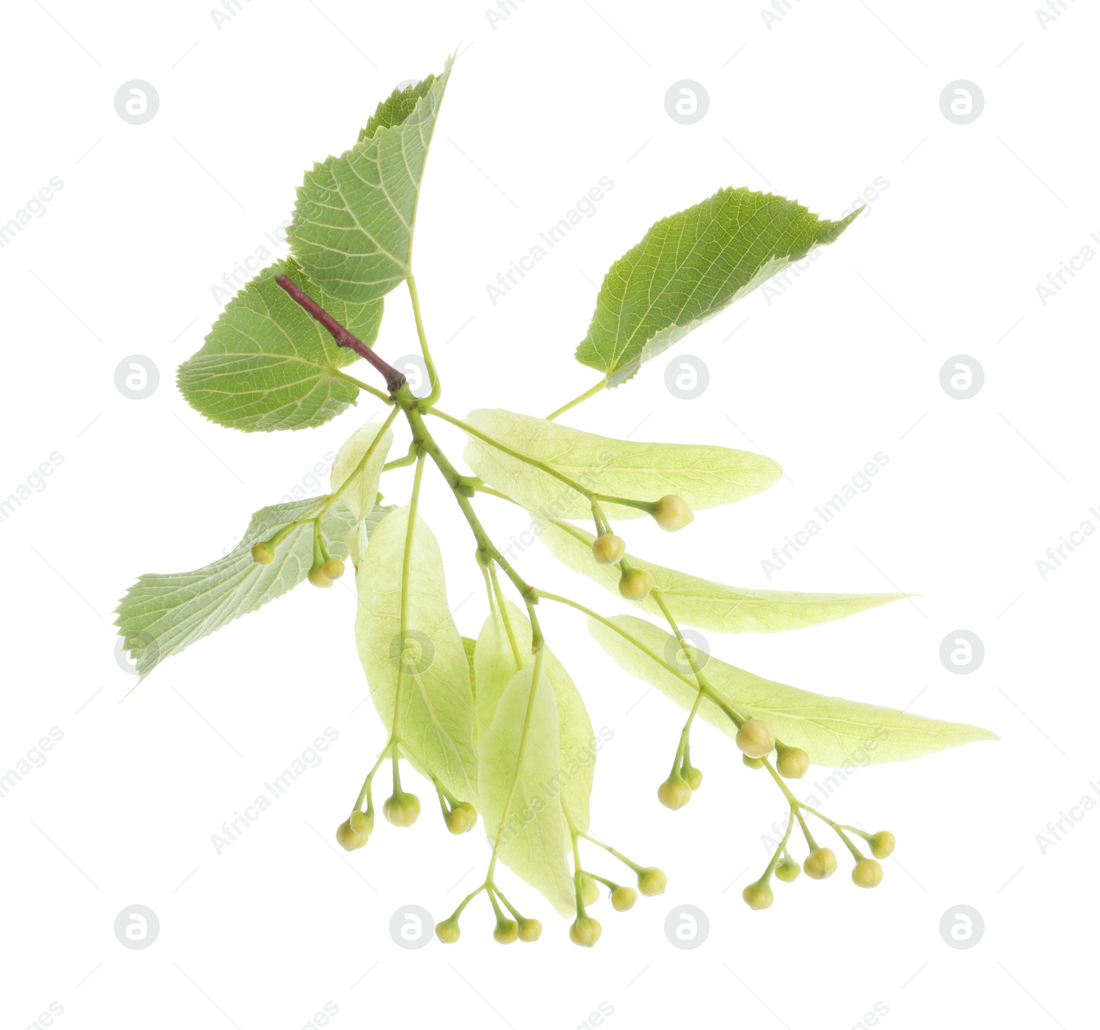 Photo of Branch with linden flowers and leaves isolated on white