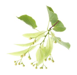 Photo of Branch with linden flowers and leaves isolated on white