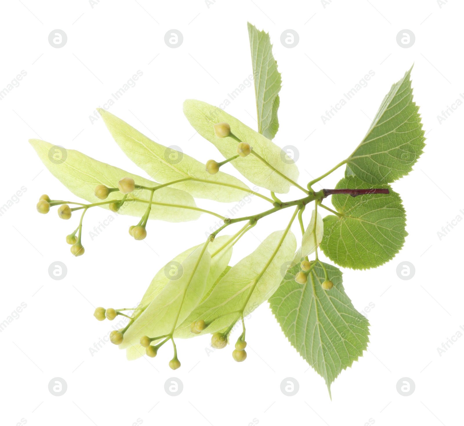 Photo of Branch with linden flowers and leaves isolated on white