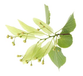 Branch with linden flowers and leaves isolated on white