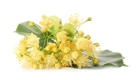Bunch of beautiful linden blossom isolated on white