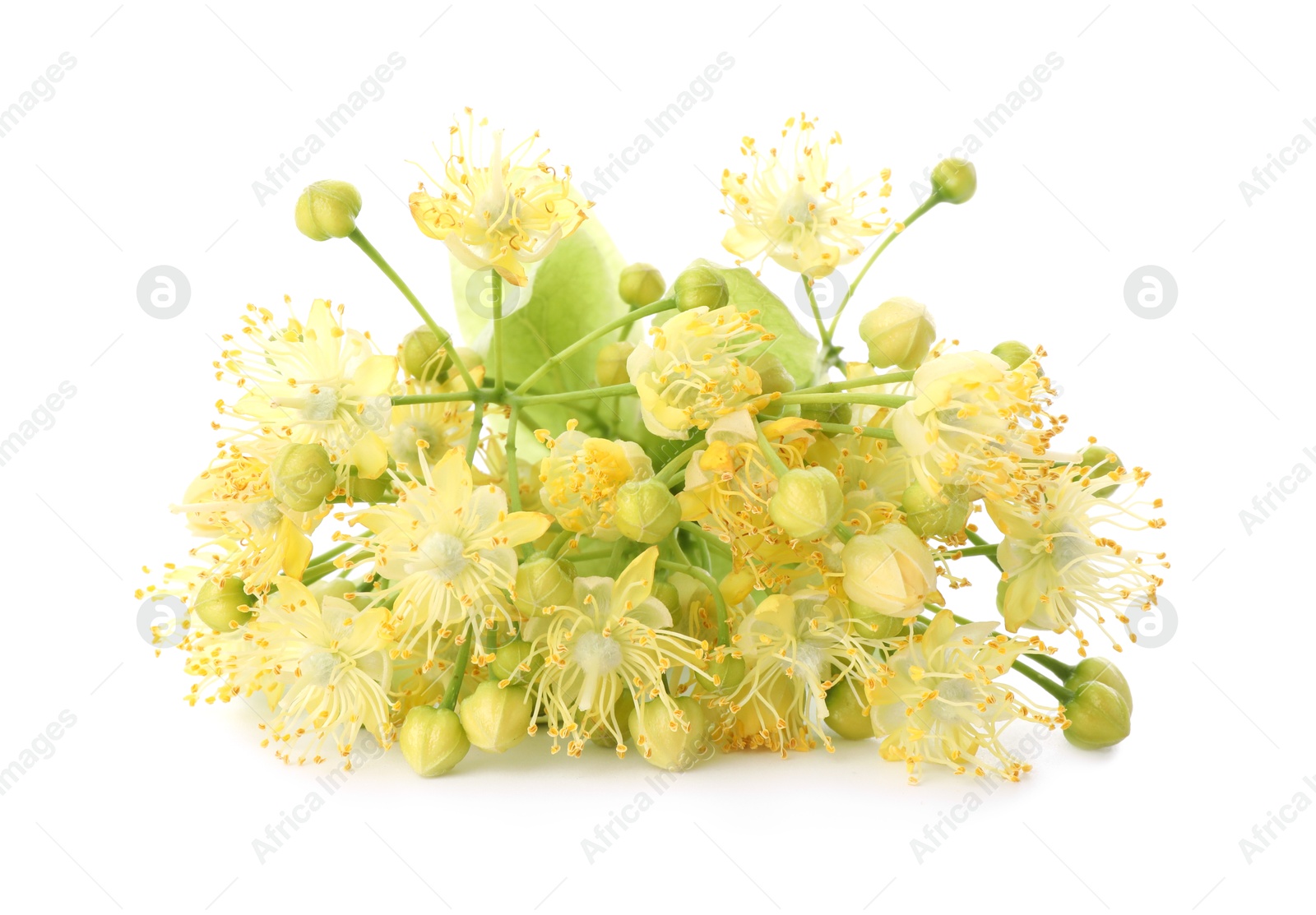 Photo of Bunch of beautiful linden blossom isolated on white