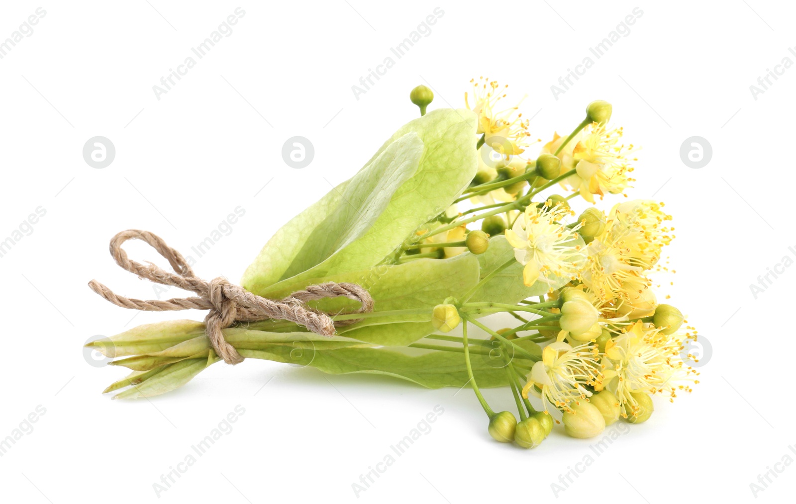 Photo of Bunch of beautiful linden blossom isolated on white
