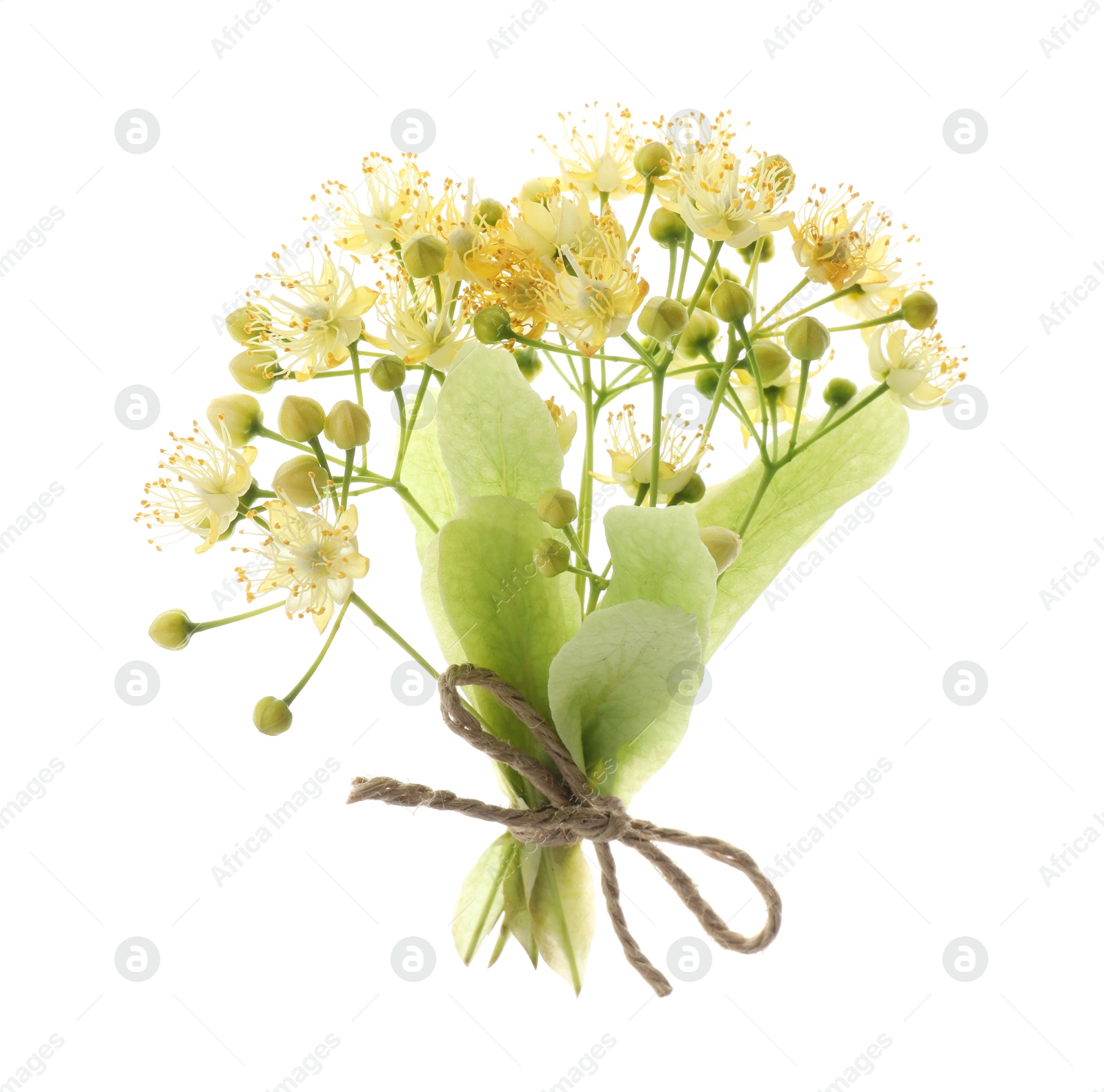 Photo of Bunch of beautiful linden blossom isolated on white