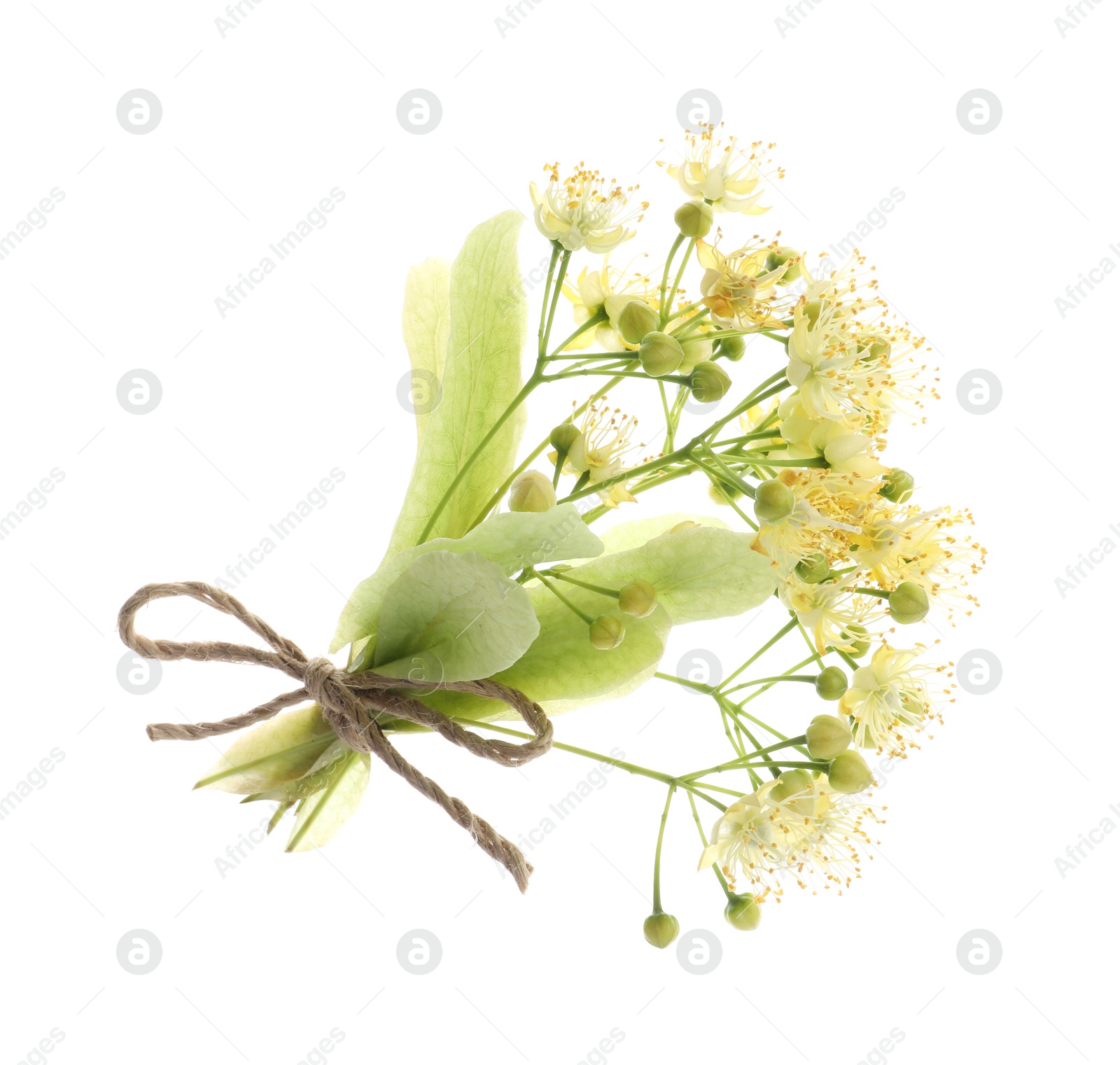 Photo of Bunch of beautiful linden blossom isolated on white