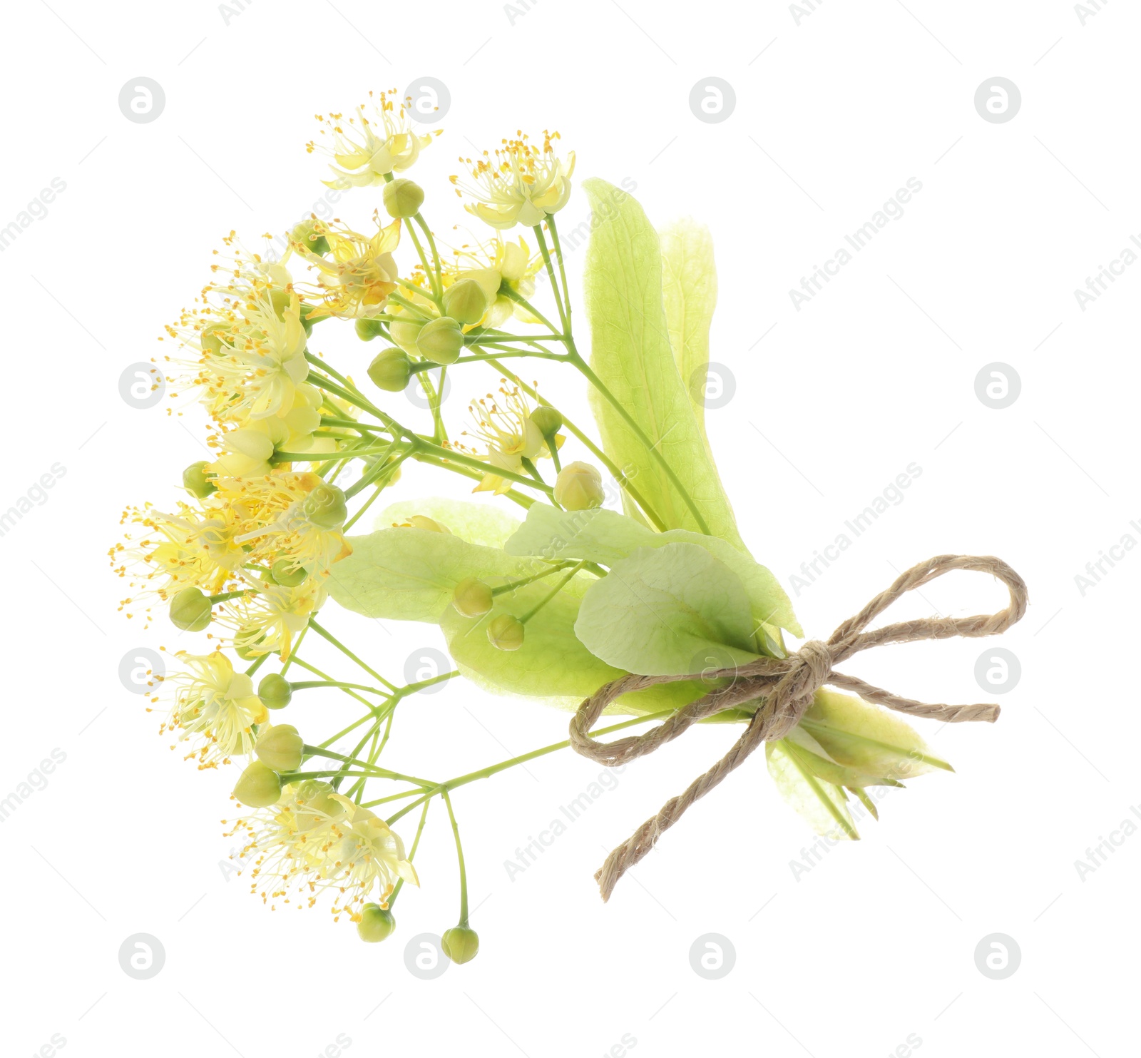 Photo of Bunch of beautiful linden blossom isolated on white
