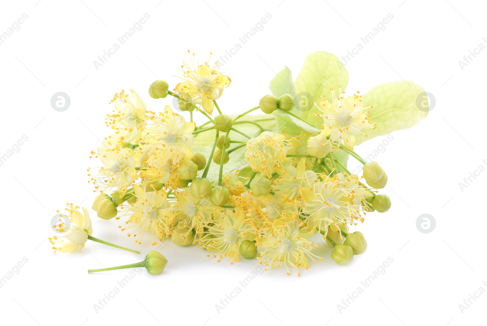 Photo of Beautiful linden tree blossom isolated on white