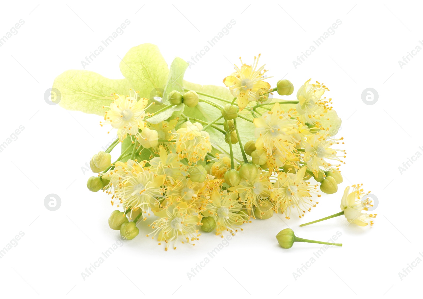 Photo of Beautiful linden tree blossom isolated on white