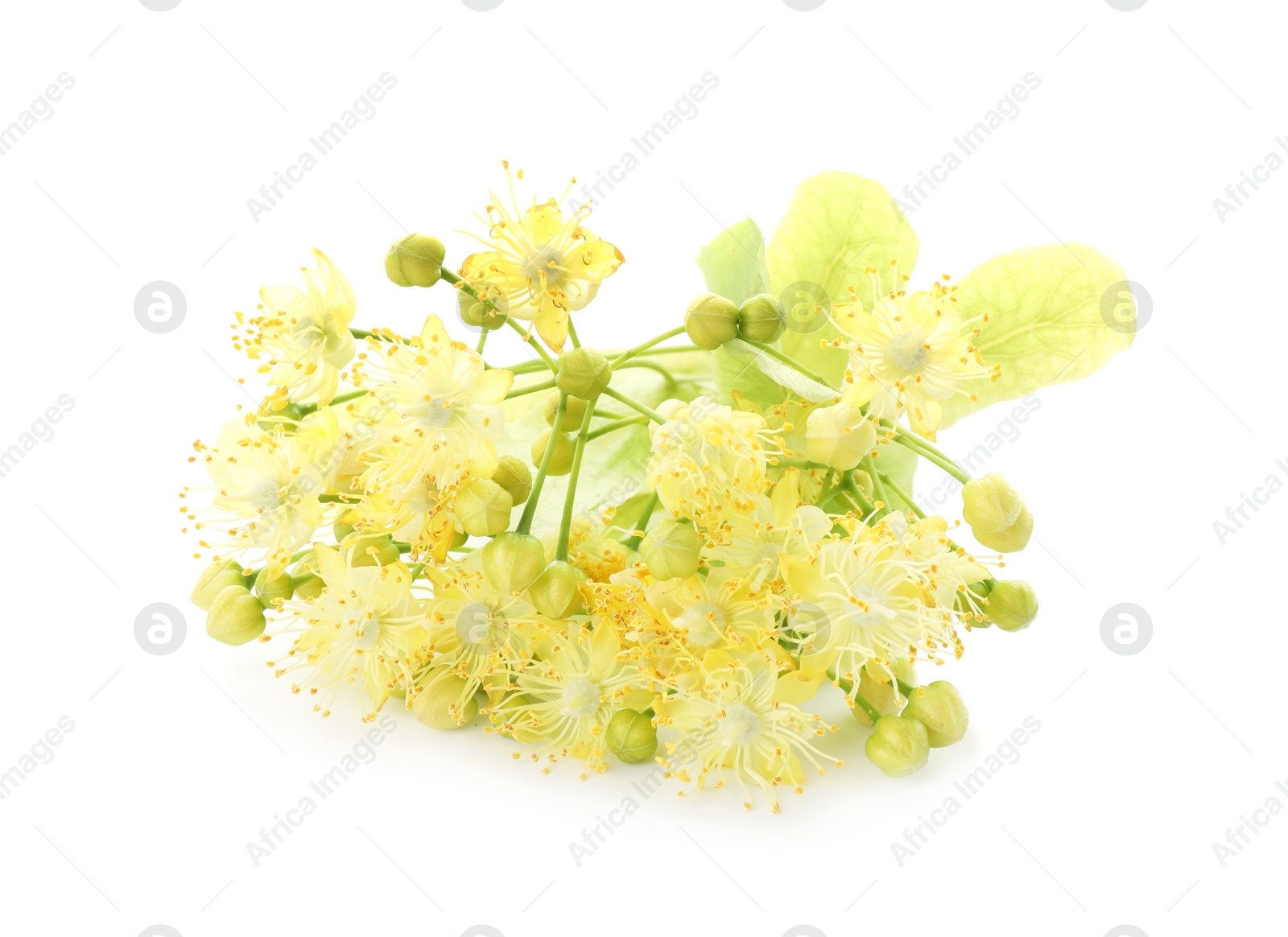 Photo of Beautiful linden tree blossom isolated on white