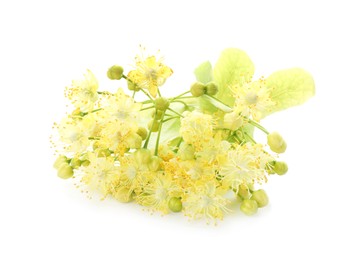 Beautiful linden tree blossom isolated on white