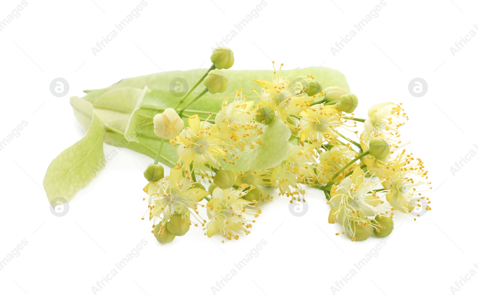 Photo of Beautiful linden tree blossom isolated on white