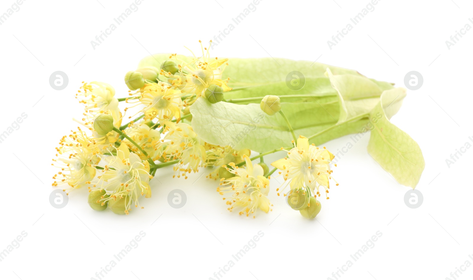 Photo of Beautiful linden tree blossom isolated on white