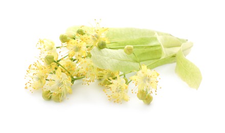 Photo of Beautiful linden tree blossom isolated on white