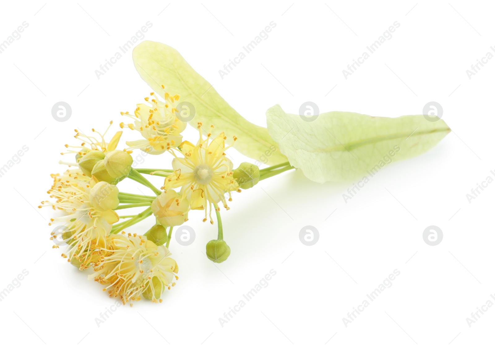 Photo of Beautiful linden tree blossom isolated on white